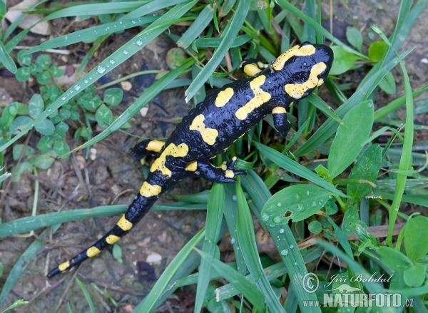 Mlok skvrnitý (Salamandra salamandra)