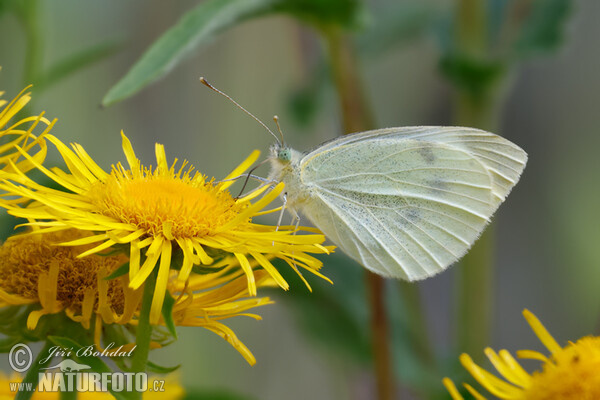 Mlynárik repový (Pieris rapae)