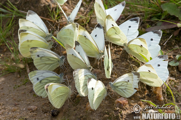 Mlynárik repový + repkový (Pieris rapae + napi)