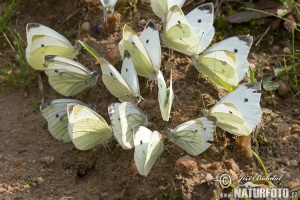 Mlynárik repový + repkový (Pieris rapae + napi)