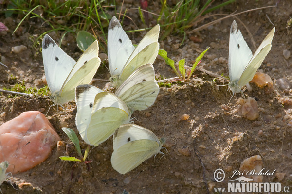 Mlynárik repový + repkový (Pieris rapae + napi)