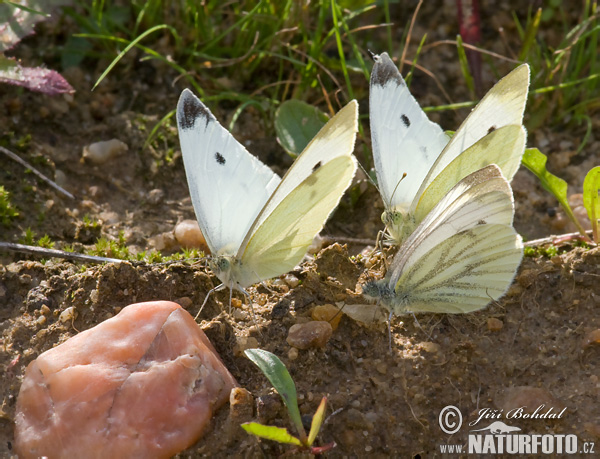 Mlynárik repový + repkový (Pieris rapae + napi)