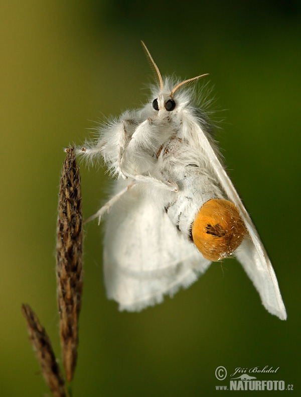 Mníška zlatoritka (Euproctis chrysorrhoea)