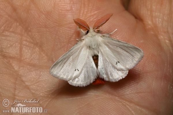 Mníška zlatoritka (Euproctis chrysorrhoea)