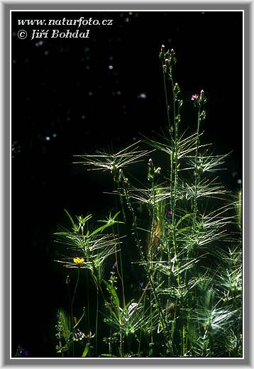 Mnohoštet (Aegilops sp.)