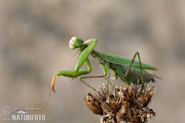 Modlivka zelená (Mantis religiosa)