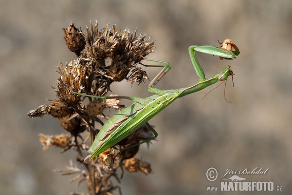 Modlivka zelená (Mantis religiosa)