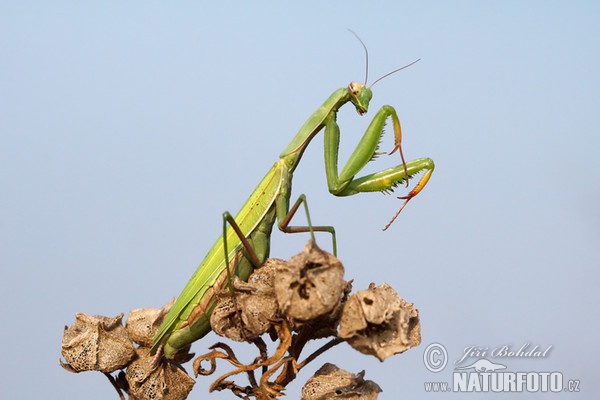 Modlivka zelená (Mantis religiosa)