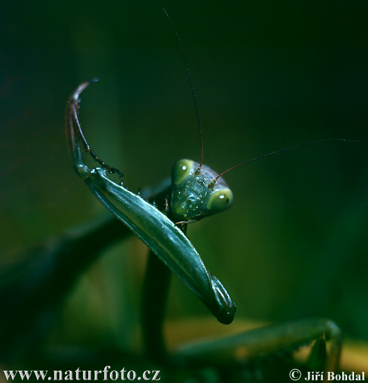 Modlivka zelená (Mantis religiosa)