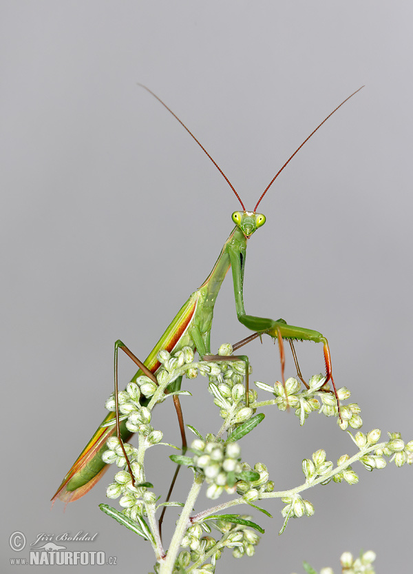 Modlivka zelená (Mantis religiosa)