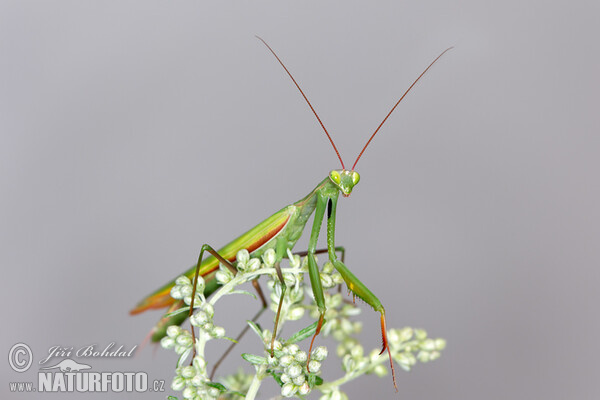 Modlivka zelená (Mantis religiosa)