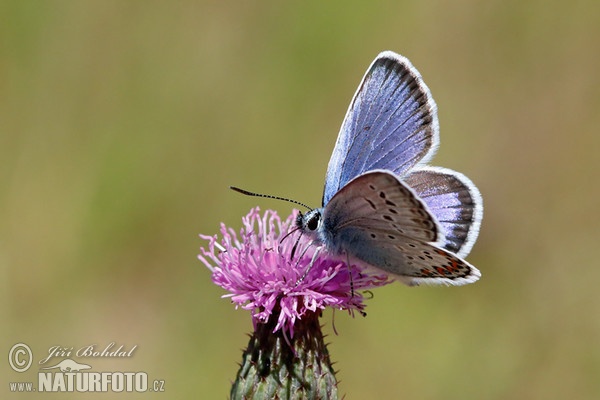 Modráčik (Polyommatus sp.)