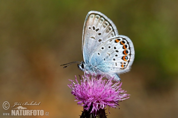 Modráčik (Polyommatus sp.)