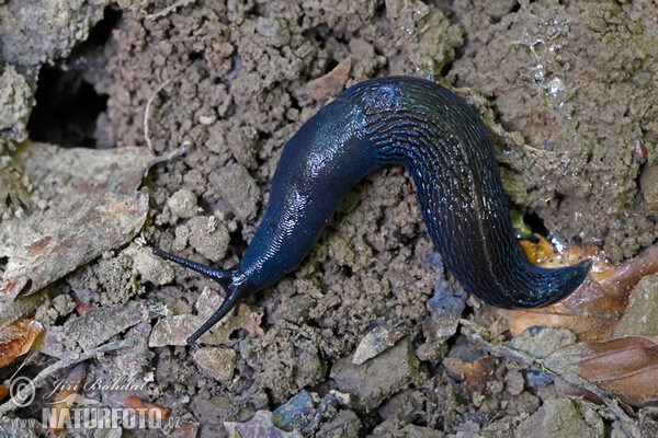 Modranka karpatská (Bielzia coerulans)