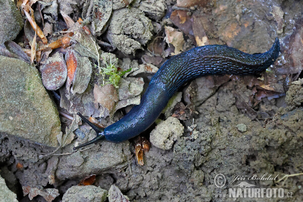 Modranka karpatská (Bielzia coerulans)