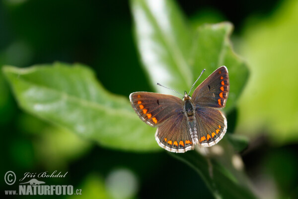 Modrásek tmavohnědý (Aricia agestis)