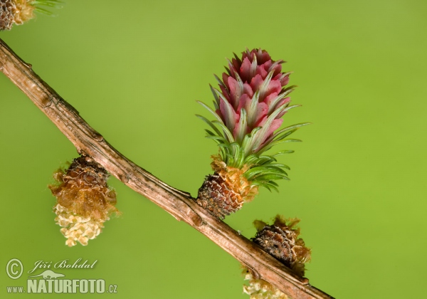 Modřín opadavý (Larix decidua)