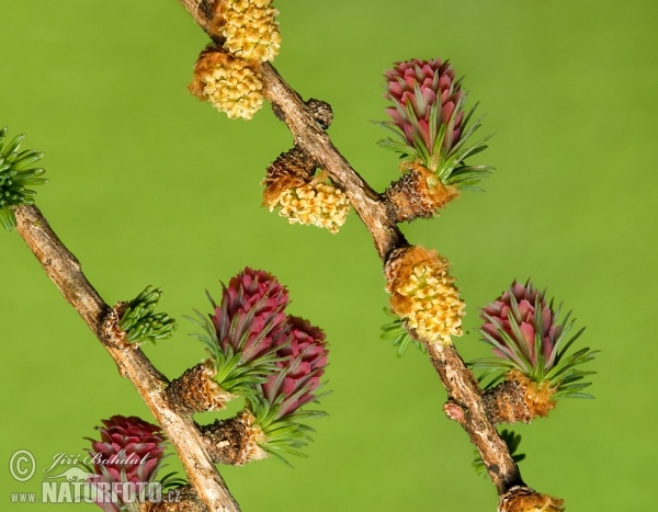 Modřín opadavý (Larix decidua)