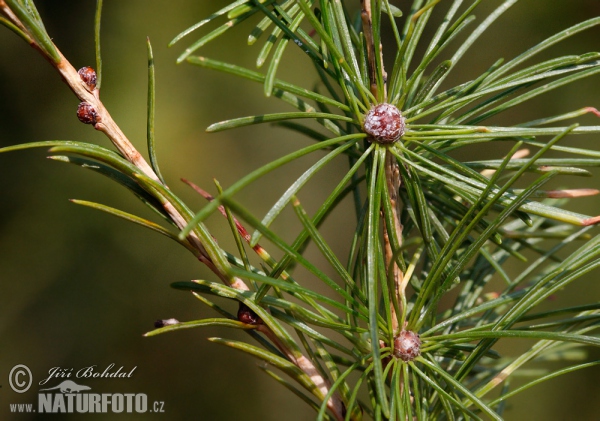 Modřín opadavý (Larix decidua)