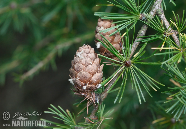 Modřín opadavý (Larix decidua)