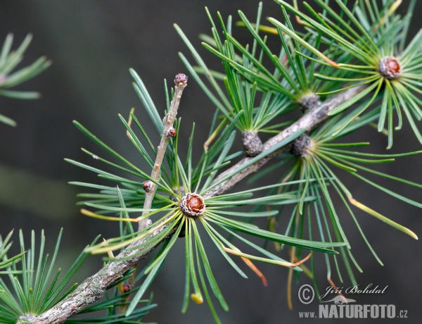 Modřín opadavý (Larix decidua)