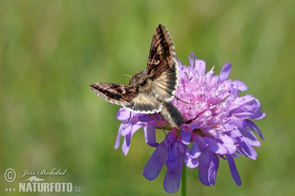 Mora gama (Autographa gamma)