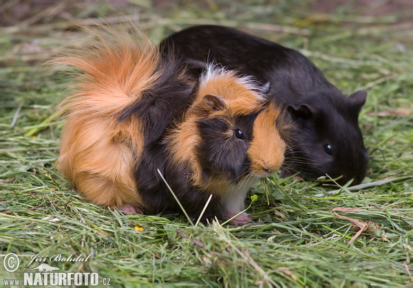 Morča domáce (Cavia Porcellus)