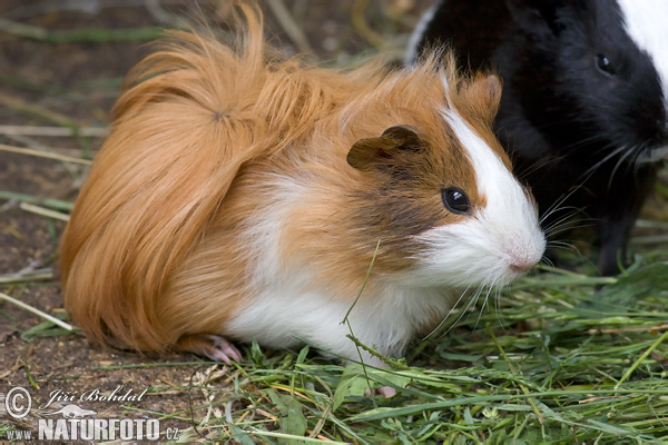 Morča domáce (Cavia porcellus)