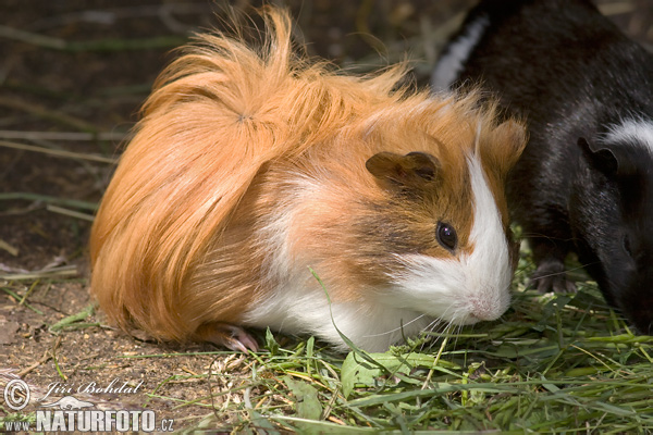 Morča domáce (Cavia Porcellus)