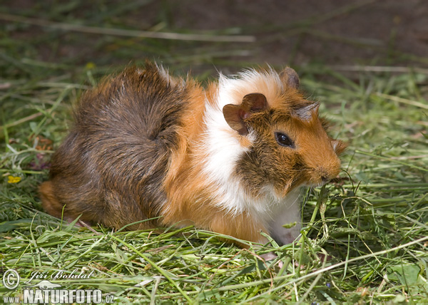 Morča domáce (Cavia Porcellus)