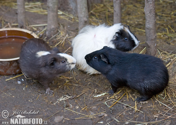 Morča domáce (Cavia Porcellus)