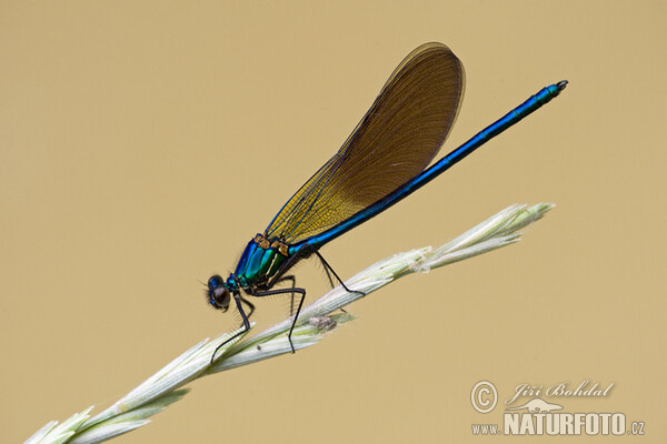 Motýlice (Calopteryx xanthostoma)