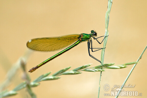 Motýlice (Calopteryx xanthostoma)