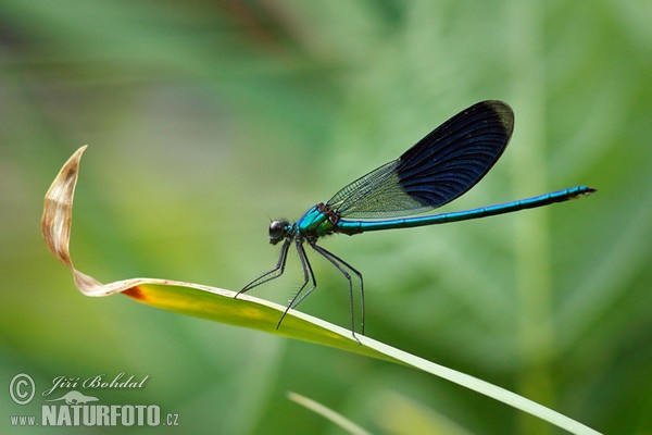 Motýlice lesklá (Calopteryx splendens)