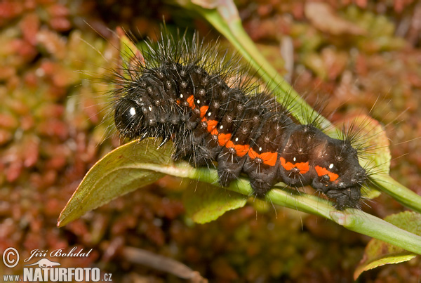 Mramorovka vachtová (Acronicta menyanthidis)