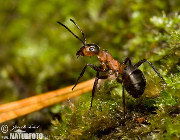 Mravec hôrny (Formica rufa)