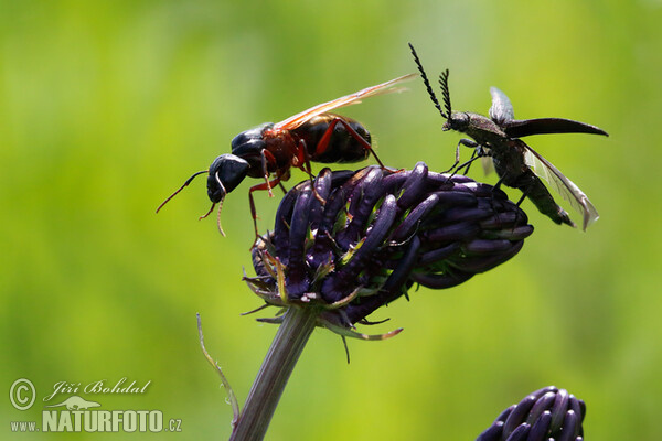 Mravenec obrovský (Camponotus herculeanus)