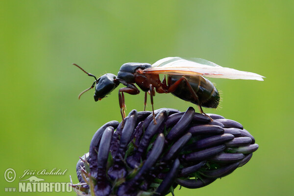 Mravenec obrovský (Camponotus herculeanus)