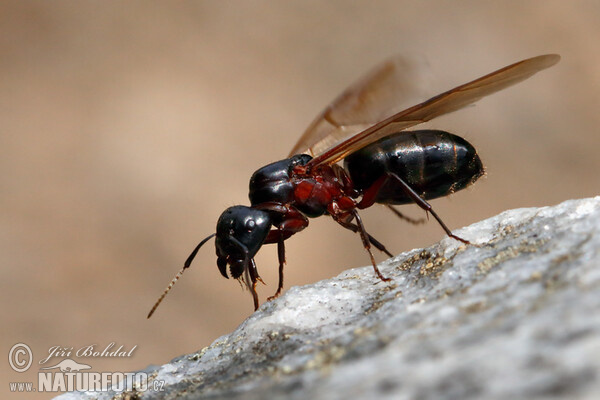 Mravenec obrovský (Camponotus herculeanus)