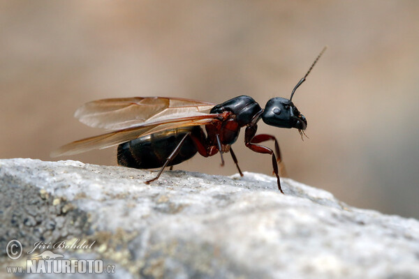 Mravenec obrovský (Camponotus herculeanus)