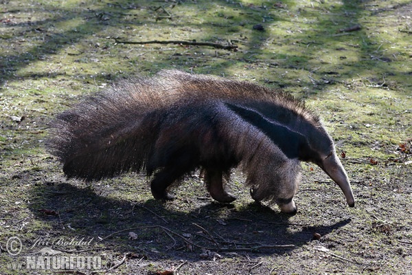 Mravenečník velký (Myrmecophaga tridactyla)