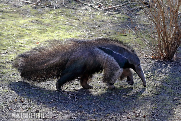 Mravenečník velký (Myrmecophaga tridactyla)