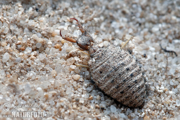 Mravkolev (Myrmeleo sp.)