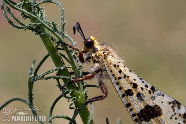 Mravkolev (Palpares libelluloides)