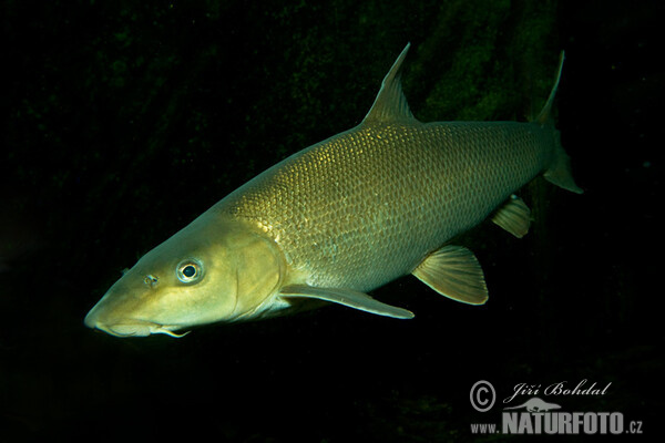 Mrena severná (Barbus barbus)