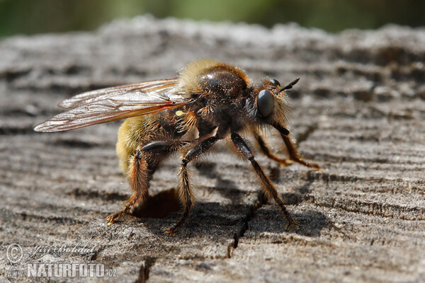 Muchárka žltá (Laphria flava)