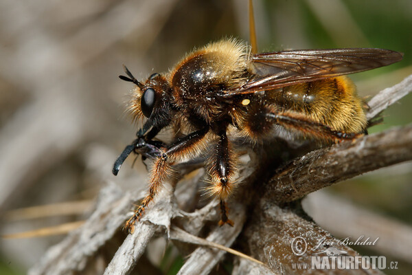 Muchárka žltá (Laphria flava)