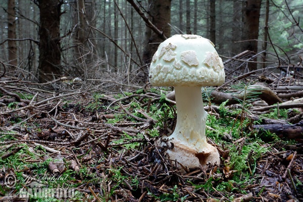 Muchomůrka citronová (Amanita citrina)