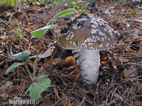 Muchomůrka šedivka (Amanita excelsa)