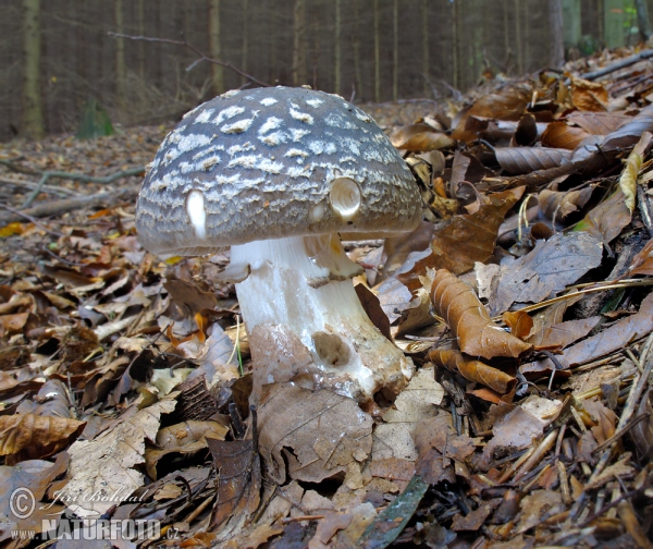 Muchomůrka tygrovaná (Amanita pantherina)